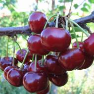 Саженец Вишня Норд Стар